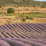 Abadias San Felices de los Gallegos
