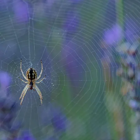 Abadias San Felices de los Gallegos