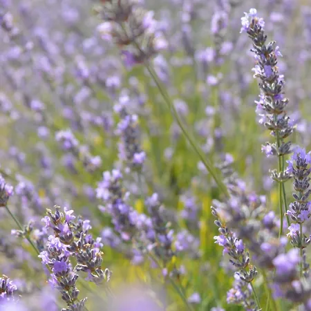 Bed and Breakfast Abadias San Felices de los Gallegos