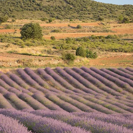Abadias San Felices (Soria)