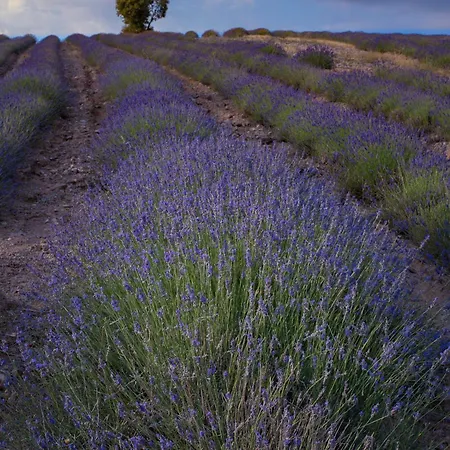 Bed and Breakfast Abadias *