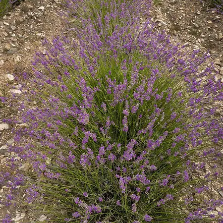 Bed and Breakfast Abadias San Felices de los Gallegos