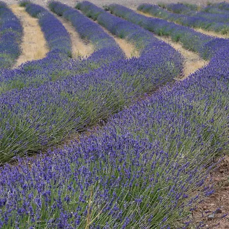 Abadias Bed and Breakfast