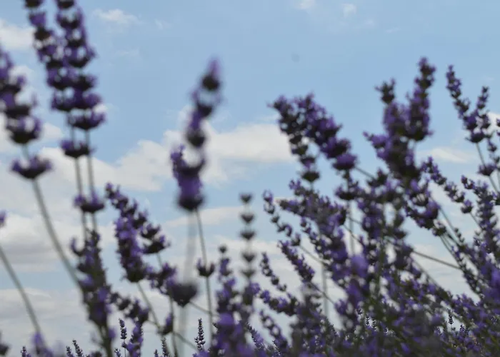 Abadías * San Felices de los Gallegos