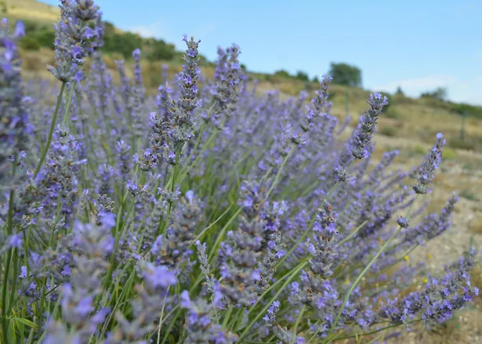 Abadías * San Felices de los Gallegos