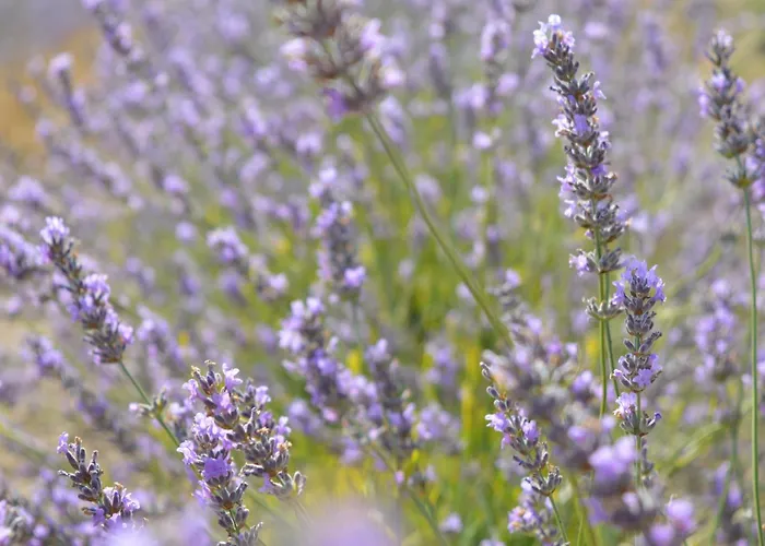 Bed and breakfast Abadías San Felices de los Gallegos