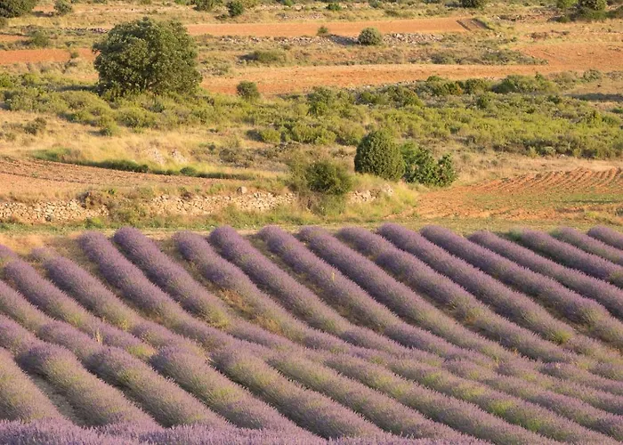 Abadías San Felices de los Gallegos