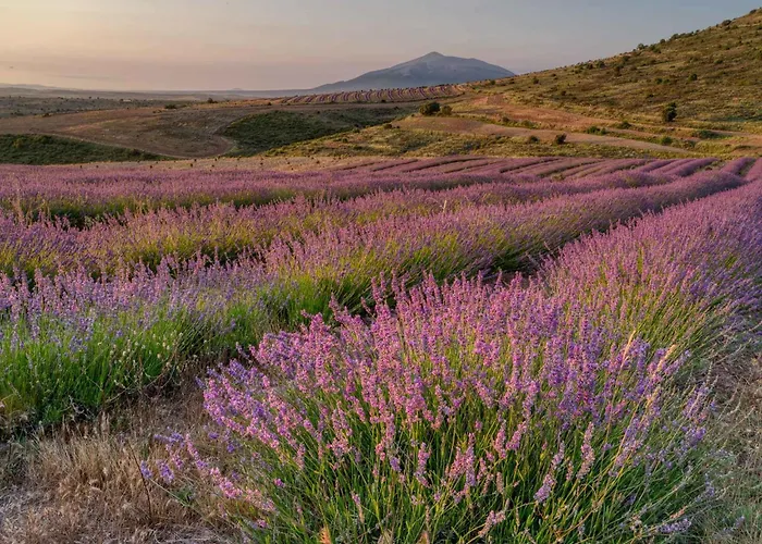 Abadías San Felices de los Gallegos