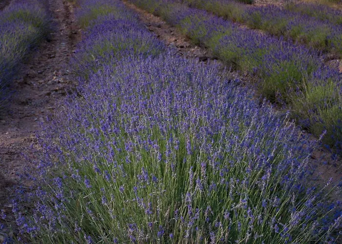 Bed and breakfast Abadías *