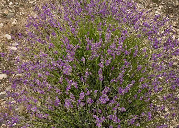 Bed and breakfast Abadías San Felices de los Gallegos